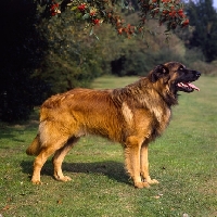 Picture of estrela mountain dog standing on grass