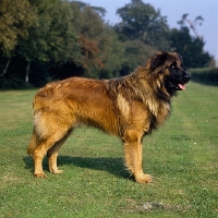 Picture of estrela mountain dog uk breed record holder