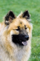 Picture of Eurasier dog, portrait