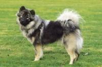 Picture of Eurasier dog, side view on grass