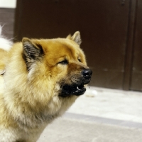 Picture of eurasier from vom eckertschofchen, barking