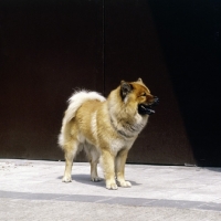 Picture of eurasier from vom eckertschofchen, standing on a path