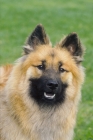 Picture of Eurasier portrait