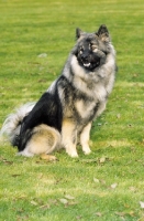 Picture of Eurasier sitting on grass