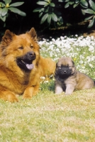 Picture of Eurasier with puppy