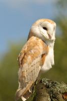 Picture of european barn owl (tyto Alba)