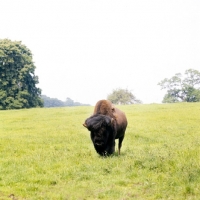 Picture of european bison at woburn