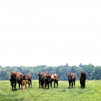 Picture of european bison at Woburn