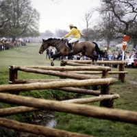 Picture of eventing at badminton 1981