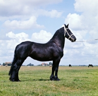 Picture of Everlein, Friesian mare posing, as they do. The team Everlien and Fronieca, the former by Ritske x Jantine and the latter by Ritske x Lina, won the pairs championships in 1966 and 1967. 