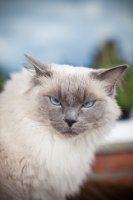 Picture of evil looking Ragdoll