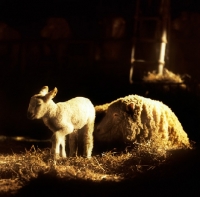 Picture of ewe and lamb in a stable, breed of sheep unknown