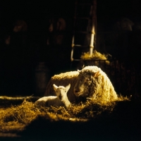 Picture of ewe and lamb on a film set, breed of sheep unknown