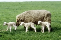 Picture of ewe and three lambs, triplets, mixed breed, 