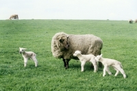 Picture of ewe and three lambs, triplets