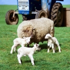 Picture of ewe with three new born lambs twenty minutes old