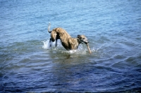 Picture of ex-racing greyhound carrying a stick in the sea