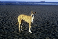 Picture of ex-racing greyhound on beach