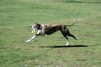 Picture of ex-racing greyhound retrieving toy