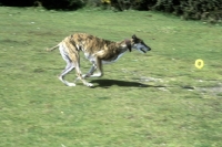 Picture of ex-racing greyhound retrieving ring