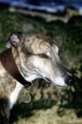 Picture of ex-racing greyhound, roscrea emma, portrait
