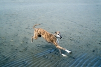 Picture of ex-racing greyhound running on beach