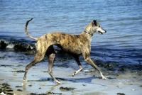 Picture of ex-racing greyhound running to sea