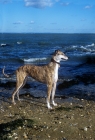 Picture of ex-racing greyhound standing on beach beside the sea