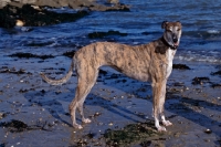 Picture of ex-racing greyhound standing on a beach, roscrea emma