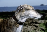 Picture of ex racing greyhound wearing hound collar and name tag