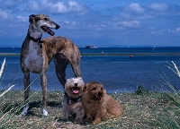Picture of ex racing rescued greyhound, roscrea emma, and two norfolk terriers near the sea