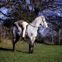 Picture of exercises on horseback, pony with blanket clip
