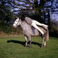 Picture of exercises on horseback