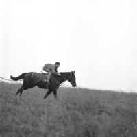 Picture of exercising a race horse at epsom