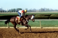 Picture of exercising at keeneland