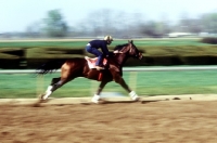 Picture of exercising at keeneland