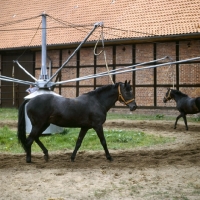 Picture of exercising Hanoverians on horse walker at Celle