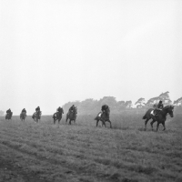 Picture of exercising racehorses at epsom