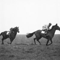 Picture of exercising racehorses at epsom