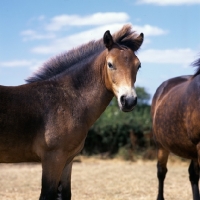 Picture of Exmoor foal head study, looking at camera