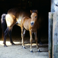 Picture of Exmoor foal in a stable