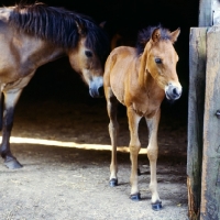 Picture of Exmoor foal in a stable
