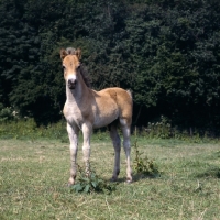 Picture of Exmoor foal looking straight at camera