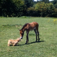 Picture of Exmoor foal meets norfolk terrier