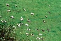 Picture of exmoor foxhound pack hunting on a hillside on exmoor