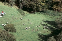Picture of exmoor foxhound pack on a hillside on exmoor  with horse and rider