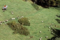 Picture of exmoor foxhounds hunting on exmoor, 