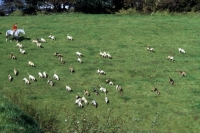Picture of exmoor foxhounds hunting on exmoor, 
