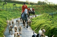 Picture of exmoor foxhounds with huntsman and riders on country road