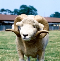 Picture of exmoor horn portrait